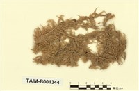 藏品(泥炭苔)的圖片